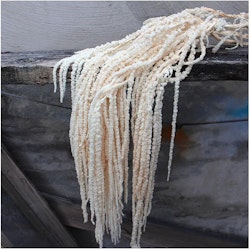 Amaranthus, Blekt Vit