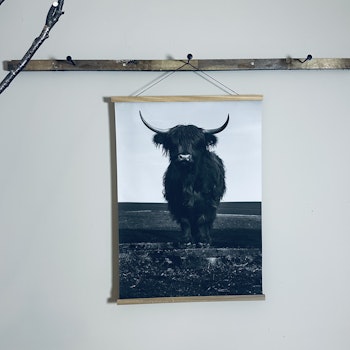 Canvasposter Higland Cattle 50X70cm