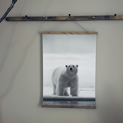 Canvasposter Isbjörn 50X70cm