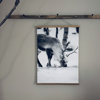 Canvasposter Vilda djur 50X70cm