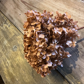 Hortensia Ljus koppar 1-pack