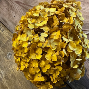 Hortensia Höst gul 1-pack