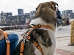 Dog Copenhagen, Comfort Walk Air Sele - Wild Rose (utgående modell)
