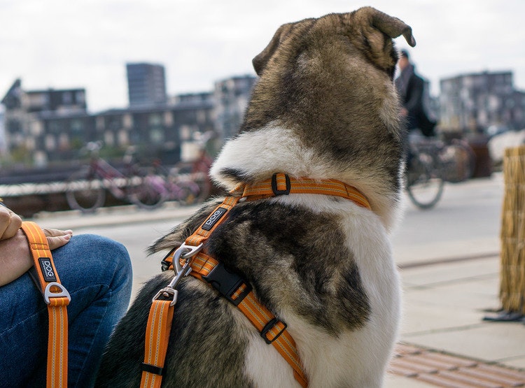 Dog Copenhagen, Comfort Walk Air Sele - Hunting Green (utgående modell)