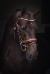 Jacson Cleveland Dressage Bridle, Brun