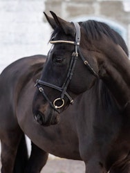 Jacson California Aachen Bridle, Svart