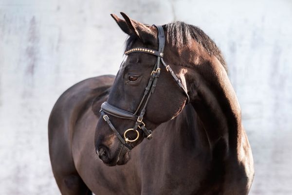 Jacson Cleveland Dressage Bridle Svart