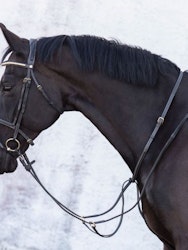 Jacson Cincinatti Martingal, Svart