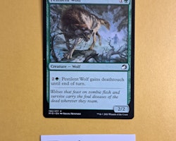 Pestilent Wolf Common 192/277 Innistrad Midnight Hunt (MID) Magic the Gathering