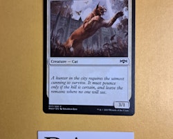 Prowling Caracal Common 017/259 Ravnica Allegiance Magic the Gathering