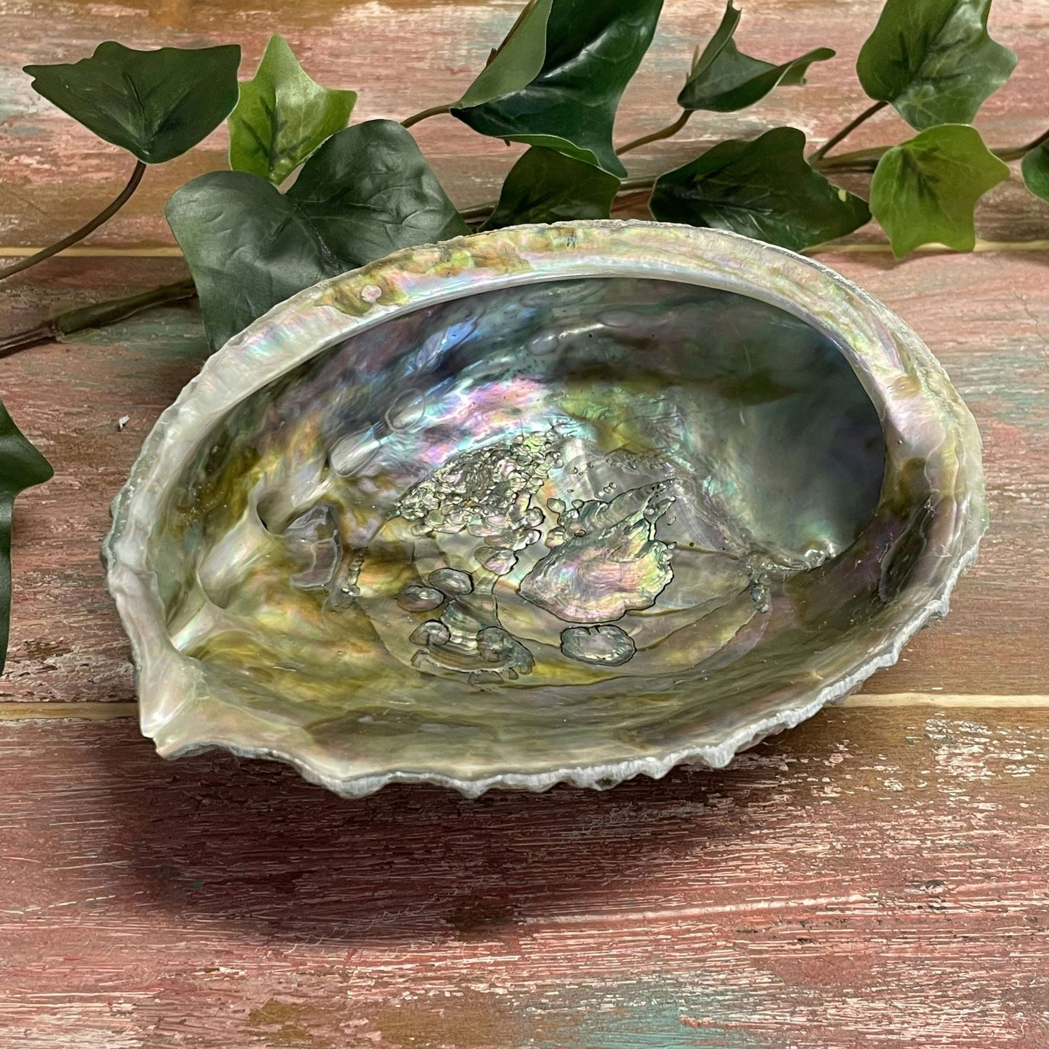 Green Abalone skal