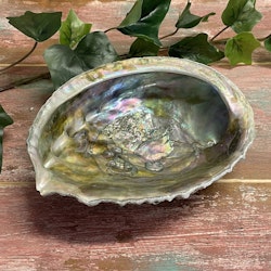 Green Abalone skal