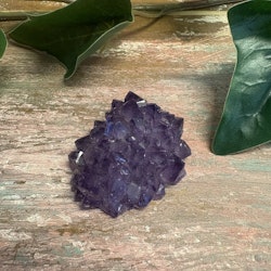 Ametist blomma