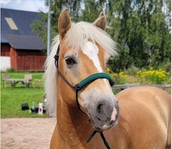 Repgrimma Horsma (styv)