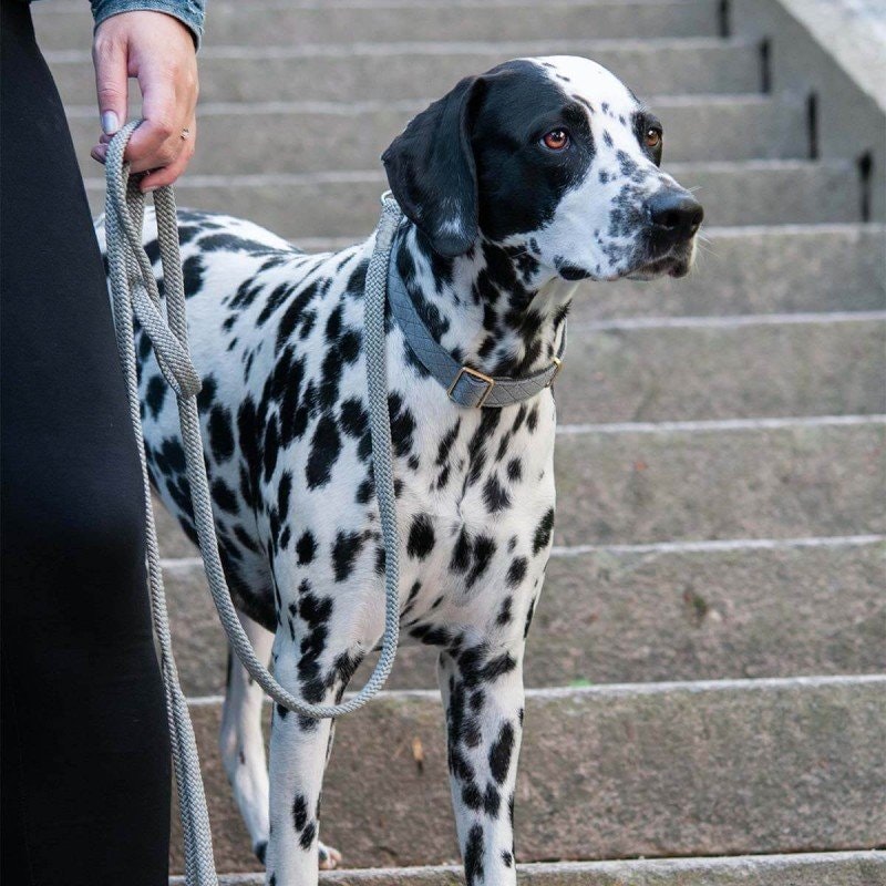 Kontaktövningar med din hund på promenaden