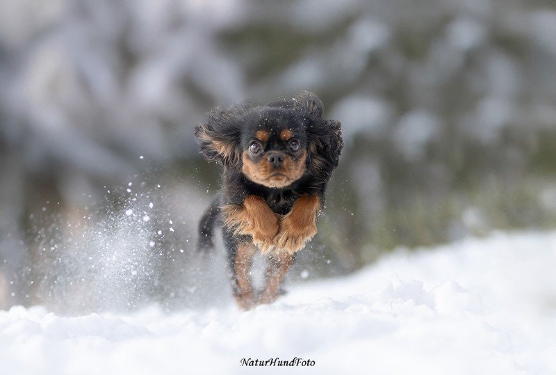 Vackra foton på din hund