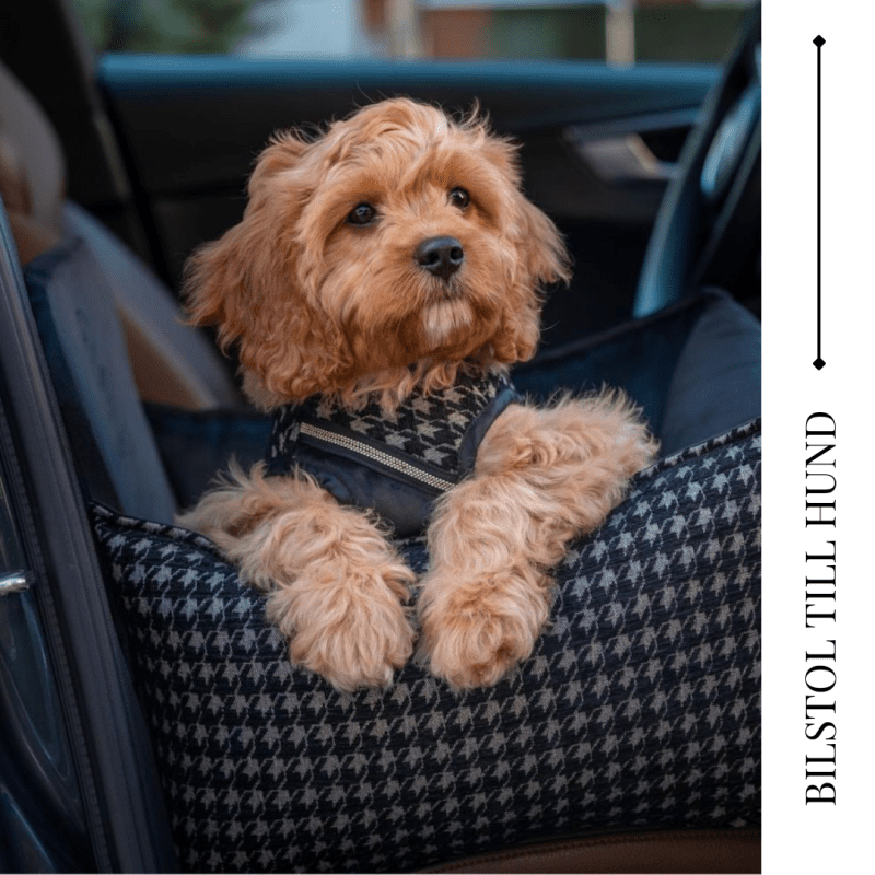 Varför bilstol till hunden