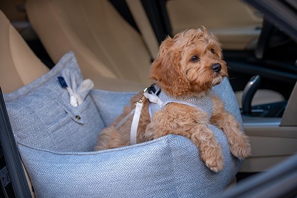 3 anledningar att välja bilstol för din hund