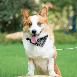 Paisley Bandana på Halsband, Svart