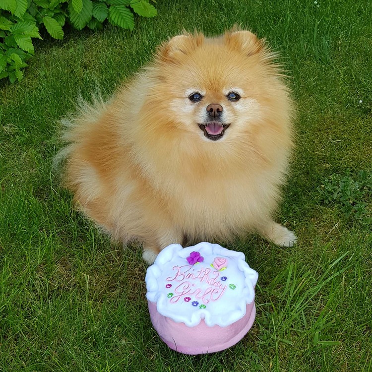 Haute Diggity Dog Birthday Pink Hundleksak