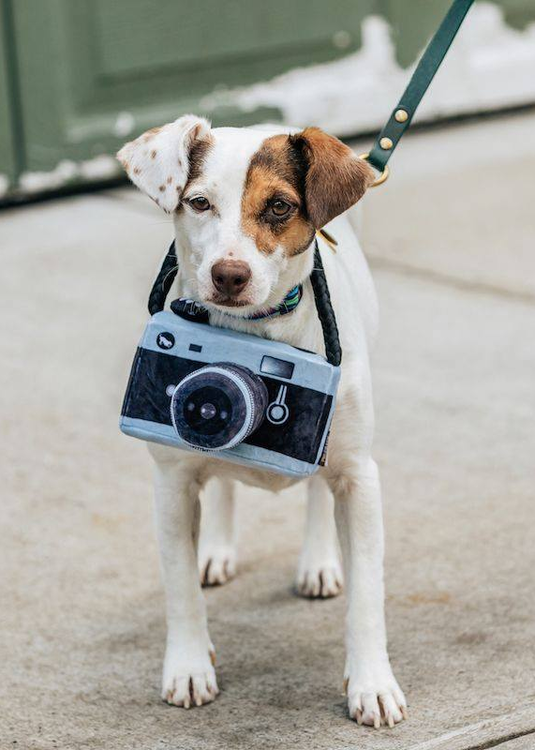 Hundleksak Kamera