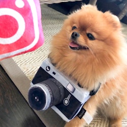 Hundleksak Kamera