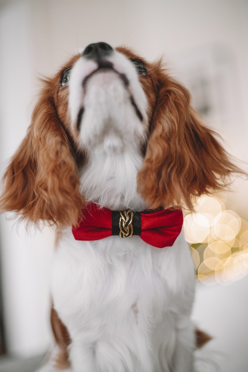 Halsband Bow-tie, Red Elegance