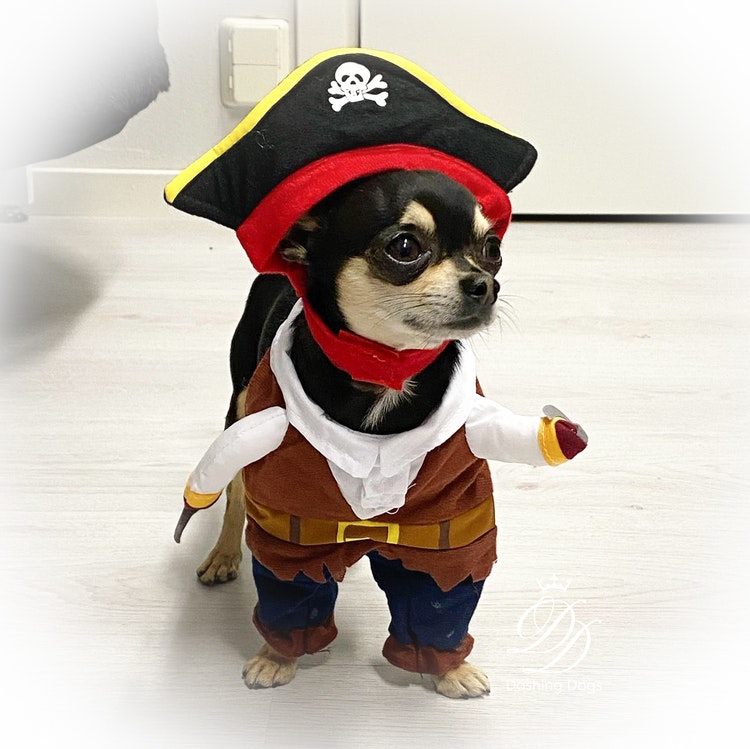 Pirat, Maskeraddräkt till hund - Dashing Dogs
