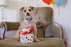 Party Collection Pawfect present