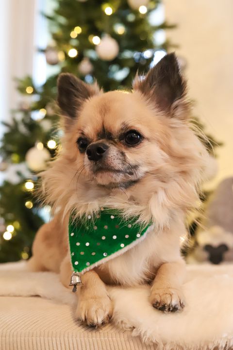 Julbandana till hund, grön