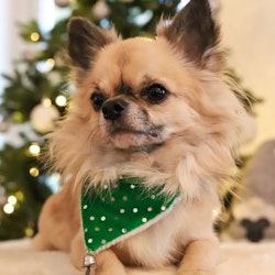 Julbandana till hund, grön