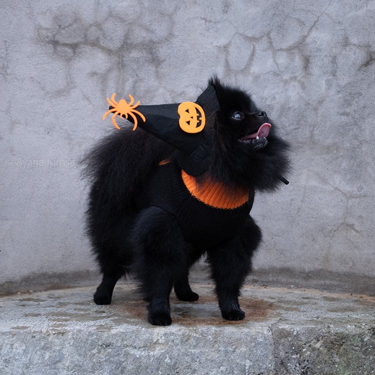 Halloween Stickad Tröja, Hund