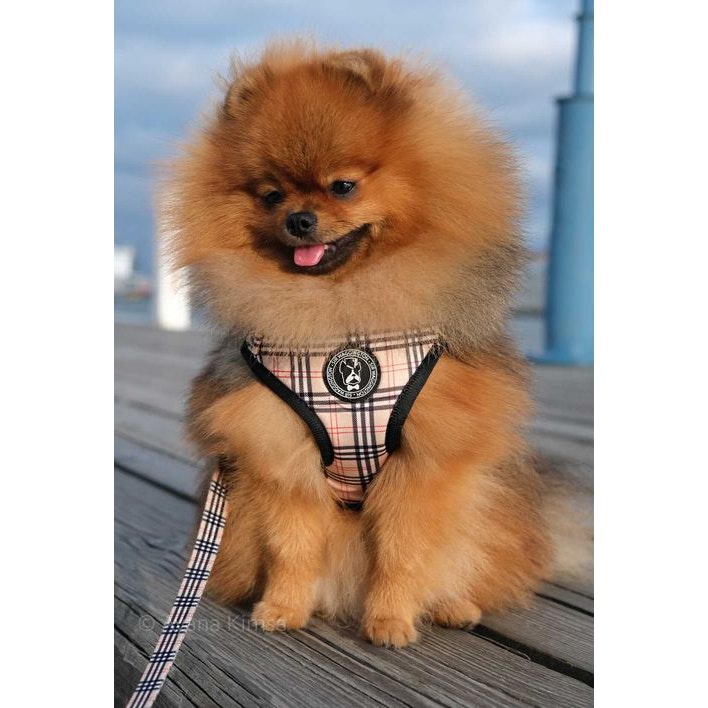 Check it out Tartan Harness