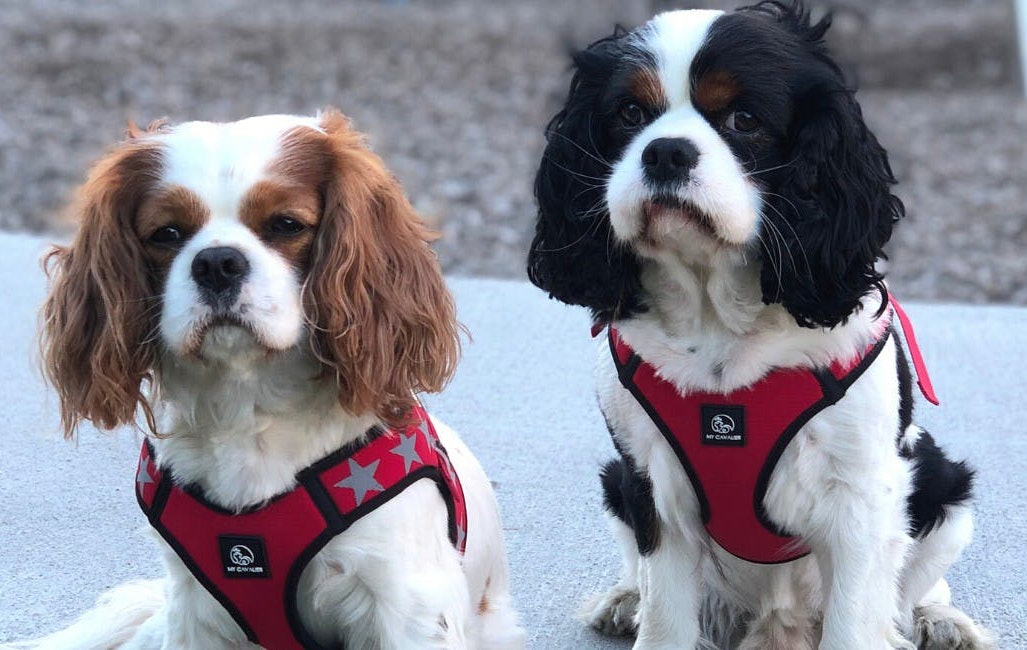 My Cavalier Sele Röd - Dashing Dogs