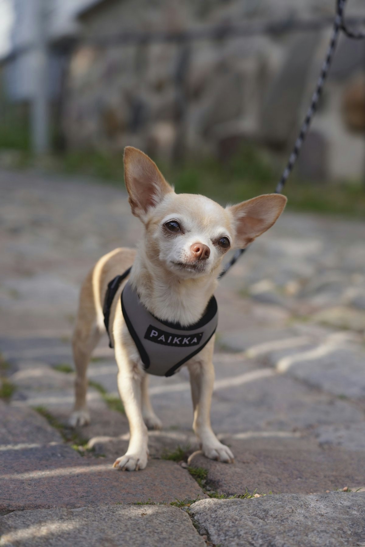 PAIKKA Reflexsele för hund