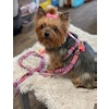 Pellina Hundsele Boho Pink