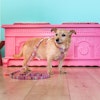 Pellina Hundkoppel 3-steg Boho Pink