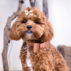 Hundhalsband PU-Leather Bow Collar, Cinnamon