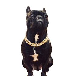 Kedja, halsband