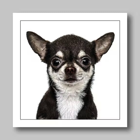Födelsedagskort Chihuahua Short Hair