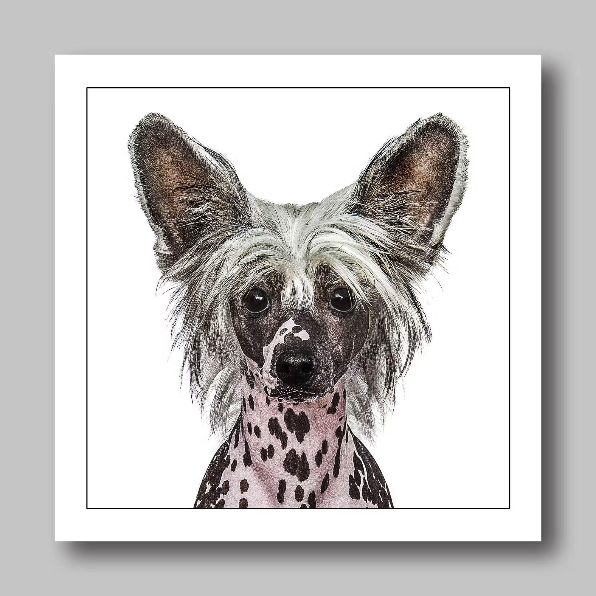 Födelsedagskort Chinese Crested