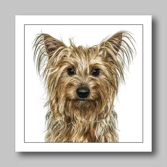 Födelsedagskort Yorkshire Terrier