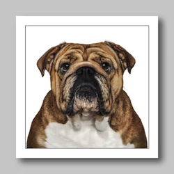 Födelsedagskort English Bulldog