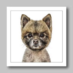 Födelsedagskort Pomeranian