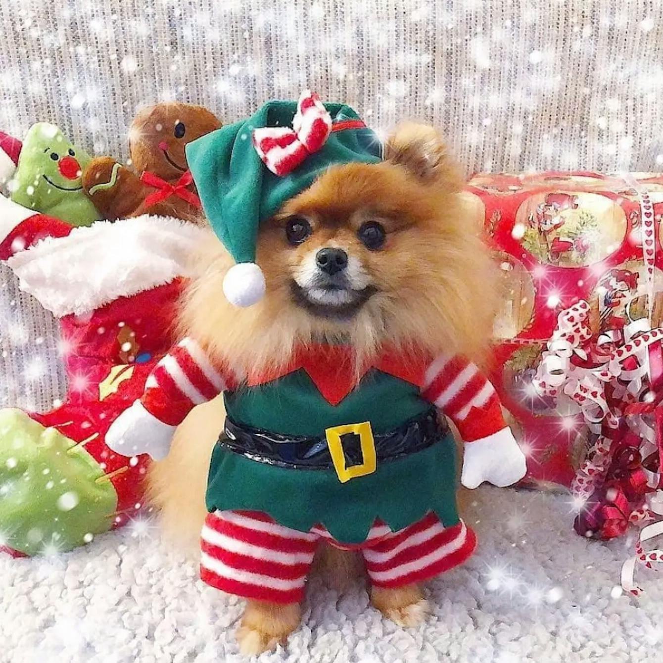 Elf Holiday Pet, Hundkostym