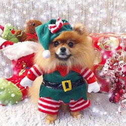 3D Elf Holiday Pet, Hundkostym