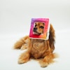 PetLondon Instadog Hundleksak