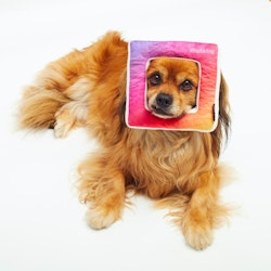 PetLondon Instadog Hundleksak