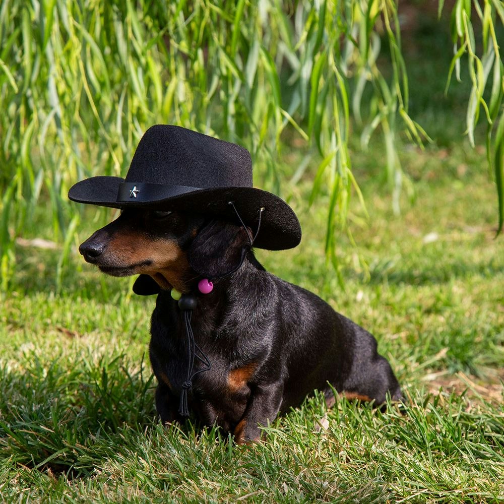 Cowboy Hatt för Hund, svart