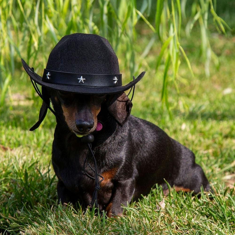 Cowboy Hatt för Hund, svart - Dashing Dogs